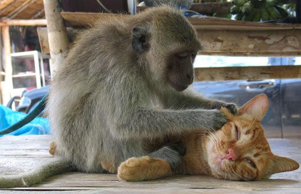 A macaque monkey grooms a ginger tom cat, Koh Phangan, Thailand