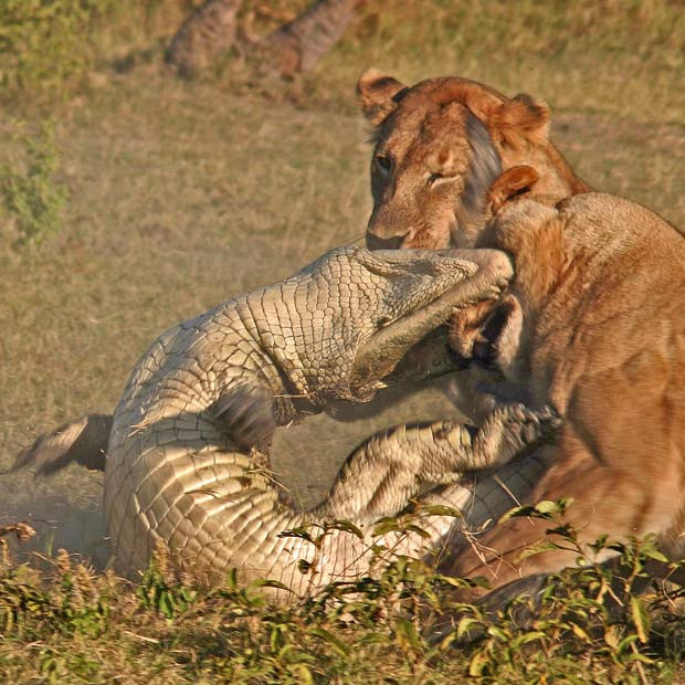 Three lionesses pounce on a crocodile in dramatic scenes after the killer reptile attempted to attack one of the pride’s cubs. The protective females leapt into action to fend off the aggressive crocodile after it had attempted to pick off the youngster. With organised precision, the lionesses surrounded the scaly invader and launched a ferocious volley of blows. During the violent encounter the crocodile managed to bite one of the big cats but was soon killed by the pride