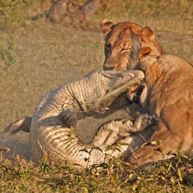 Three lionesses pounce on a crocodile in dramatic scenes after the killer reptile attempted to attack one of the pride’s cubs. The protective females leapt into action to fend off the aggressive crocodile after it had attempted to pick off the youngster. With organised precision, the lionesses surrounded the scaly invader and launched a ferocious volley of blows. During the violent encounter the crocodile managed to bite one of the big cats but was soon killed by the pride