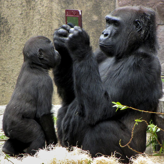 Khi động vật mang dáng dấp con người ảnh 9 Visitors to a zoo were amazed to see a gorilla playing with a Nintendo DS at San Francisco Zoo. Photographer Christina Spicuzza snapped female gorilla Bawang who had managed to get hold of a handheld games console a young boy had dropped into her enclosure. But her new toy soon caught the attention of 20-month-old son Hansani - who came and peered at the game...