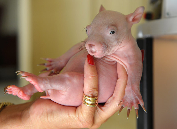 Karmann the rescued wombat will be spending his first three months in a Wildlife Intensive Care Unit in Melbourne, Australia
