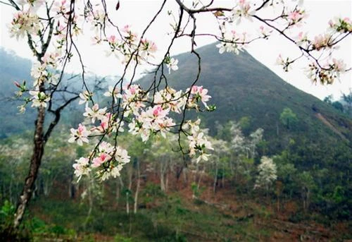 Xuân trên rẻo cao