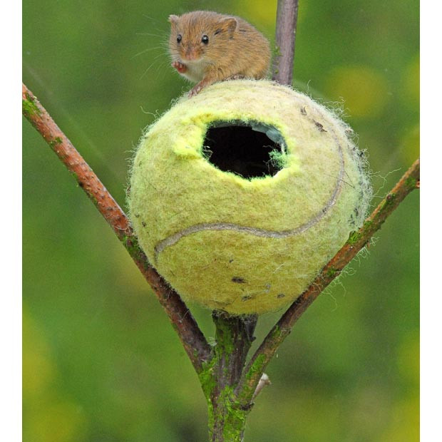 A harvest mouse finds a home in a tennis ball. Conservationists hope the old balls will make perfect houses to boost numbers living at Slimbridge Wetland Centre in Gloucestershire