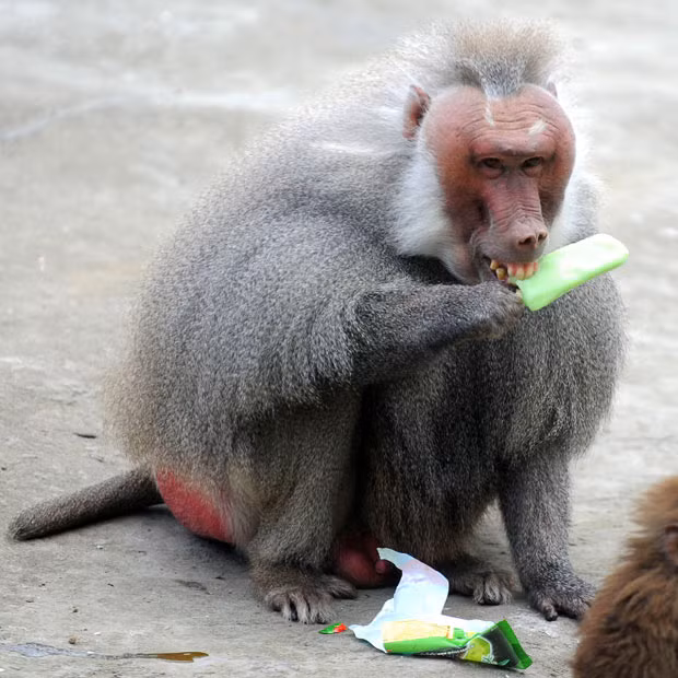 A baboon enjoying an ice lolly to cool off at Hangzhou Wild Animal Zoo, Hangzhou, China