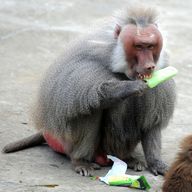 Khi động vật mang dáng dấp con người ảnh 11 A baboon enjoying an ice lolly to cool off at Hangzhou Wild Animal Zoo, Hangzhou, China