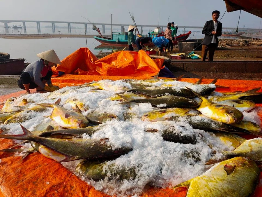 Hà Tĩnh: Ngư dân thu hơn nửa tỷ sau 1 đêm ra khơi