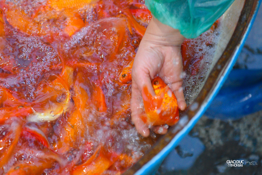 Tại chợ cá Yên Sở, có 2 loại cá chép được bán chủ yếu phục vụ cho lễ cúng ông Công, ông Táo là cá chép đỏ và cá chép vàng.