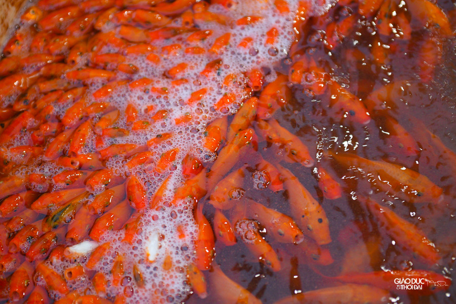 Tại chợ cá Yên Sở, có 2 loại cá chép được bán chủ yếu phục vụ cho lễ cúng ông Công, ông Táo là cá chép đỏ và cá chép vàng.