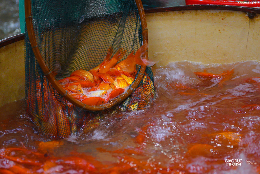 Về giá cả năm nay tại chợ giảm giá mạnh, nhiều tiểu thương than lỗ &apos; nặng&apos; do cá đã đặt từ trước, giá bán ra lại quá rẻ.