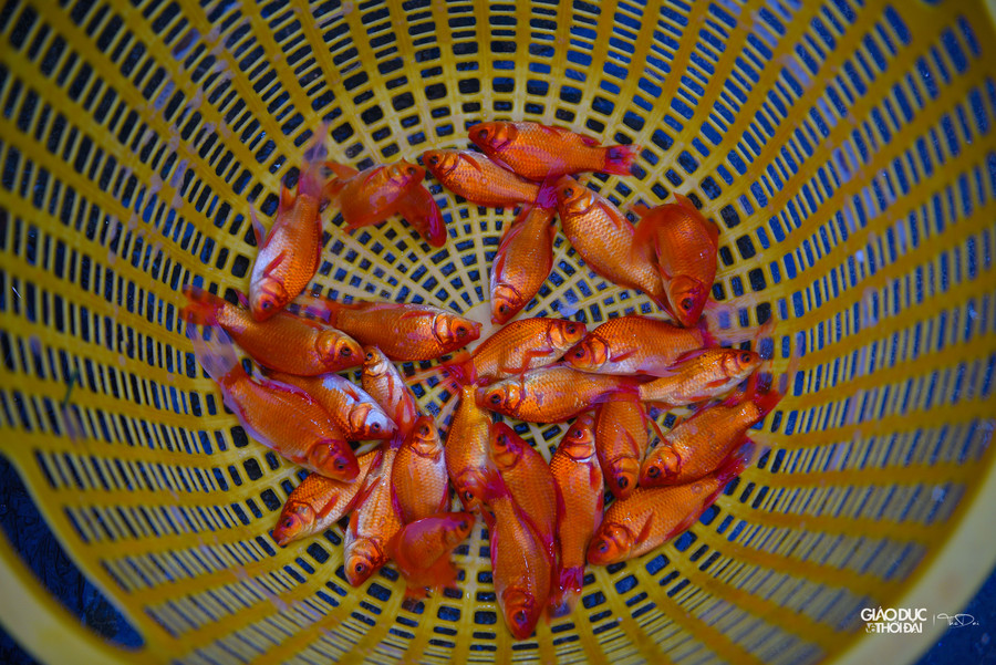 Tiểu thương đến mua cá chép đỏ luôn chọn cá rất kỹ.