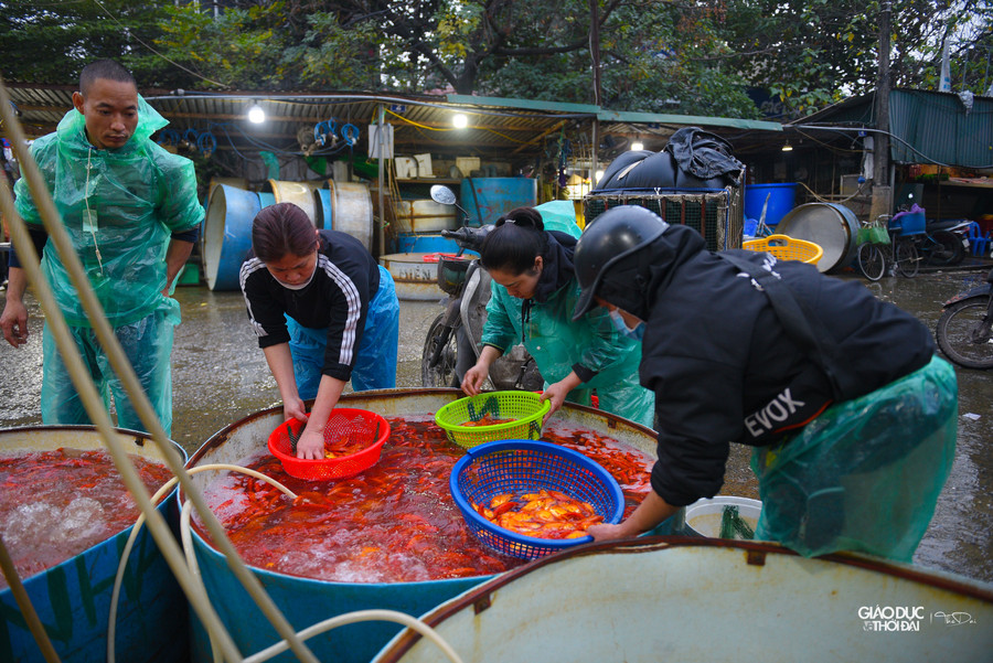 Cả 2 loại cá này đều được được các lái buôn nhập chủ yếu từ các tỉnh Hải Dương, Nam Định, Vĩnh Phúc, Phú Thọ…