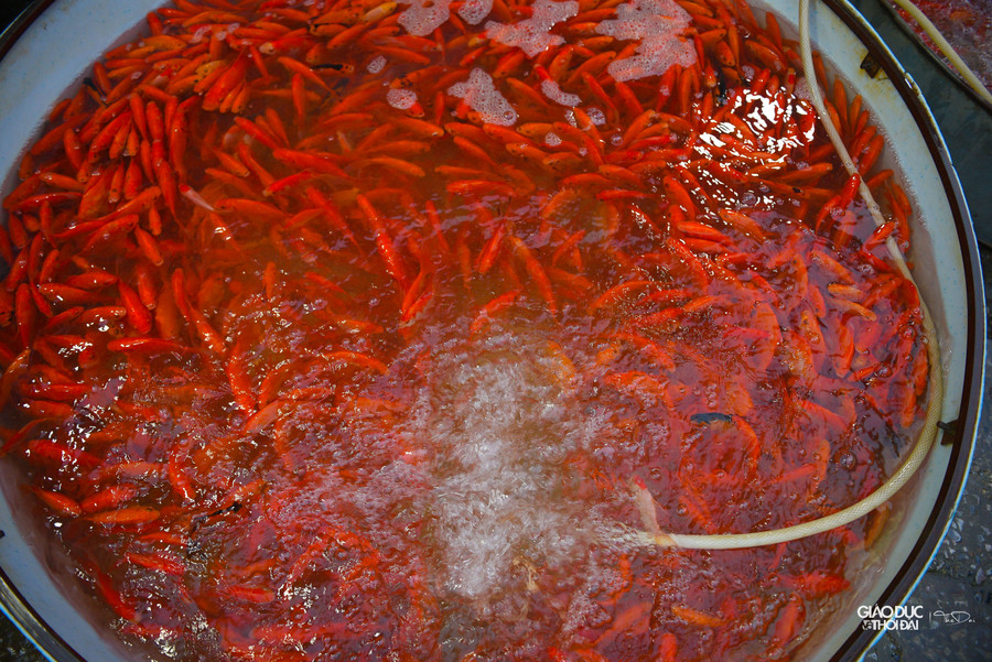 Tại chợ cá Yên Sở, có 2 loại cá chép được bán chủ yếu phục vụ cho lễ cúng ông Công, ông Táo là cá chép đỏ và cá chép vàng.