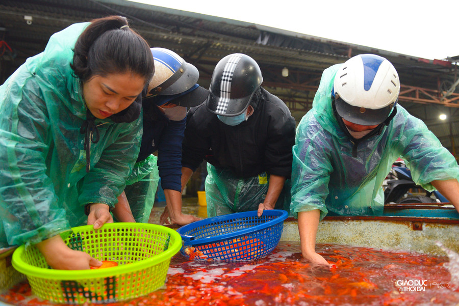 Một tiểu thương tại chợ cá Yên Sở cho biết, khi chọn mua cá cúng 23 tháng Chạp, nên lưu ý một số điểm như: chọn mua cá không bị tróc vảy, đứt đuôi. Khi mua phải quan sát xem cá có bơi khỏe, lặn sâu hay không. Cá mua phải đuôi dài, mắt sáng…