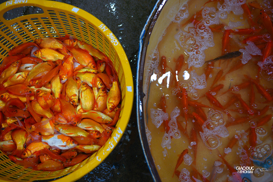 Tiểu thương đến mua cá chép đỏ luôn chọn cá rất kỹ.