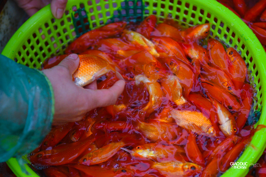 Tiểu thương đến mua cá chép đỏ luôn chọn cá rất kỹ.