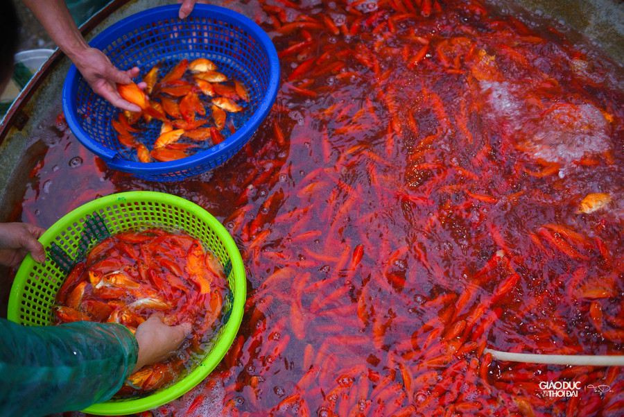 Tiểu thương đến mua cá chép đỏ luôn chọn cá rất kỹ.