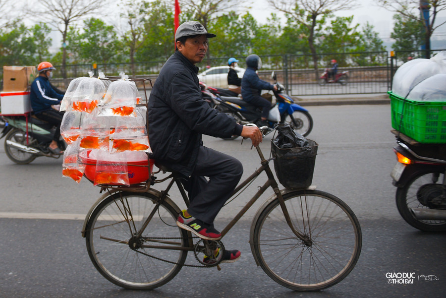 Nhiều người bán lẻ đã chọn cá cẩn thận, chia ra làm từng túi nhỏ, mỗi túi 2 -3 con để phục vụ khách hàng.