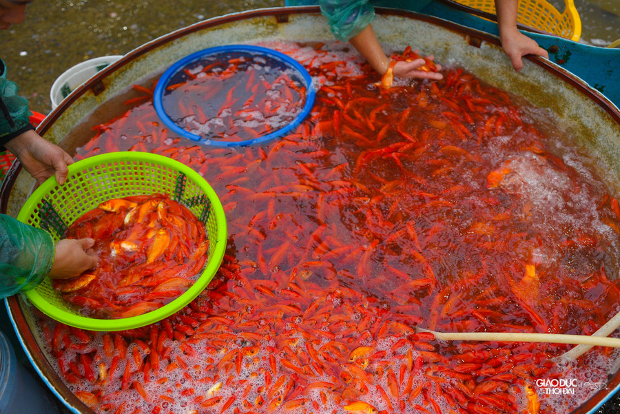 Chợ cá Yên Sở (quận Hoàng Mai, Hà Nội) họp cả ngày nhưng đông nhất, tấp nập nhất vẫn là tầm 3, 4 giờ sáng, khi các tiểu thương từ các chợ nhỏ trong thành phố đổ về đây mua cá.