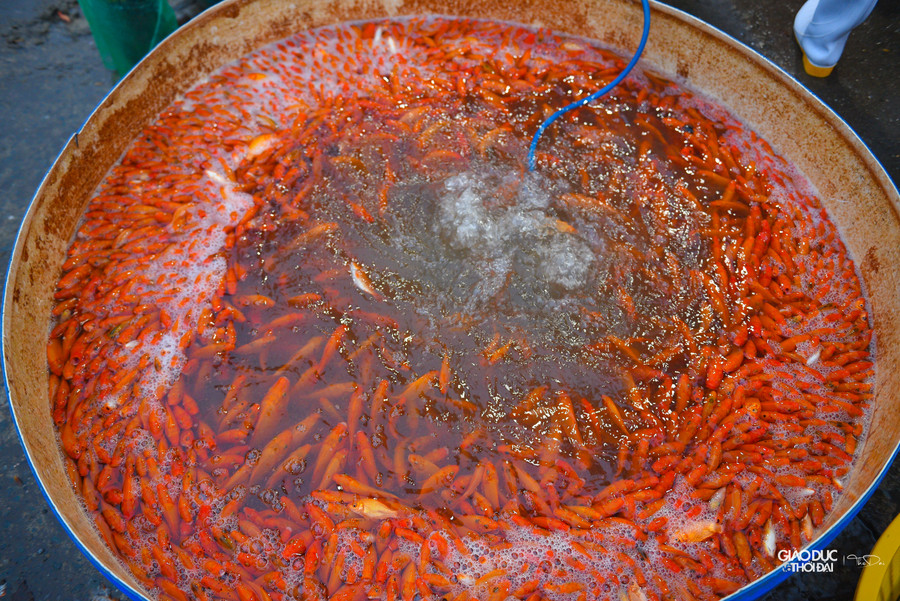 Tại chợ cá Yên Sở, có 2 loại cá chép được bán chủ yếu phục vụ cho lễ cúng ông Công, ông Táo là cá chép đỏ và cá chép vàng.