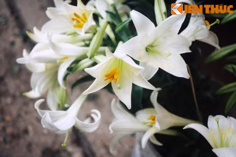 Chua khoi nhieu benh voi bai thuoc tu hoa loa ken - Anh 2