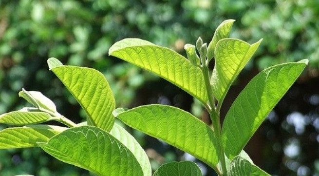 Phương cách trị bệnh tiêu chảy