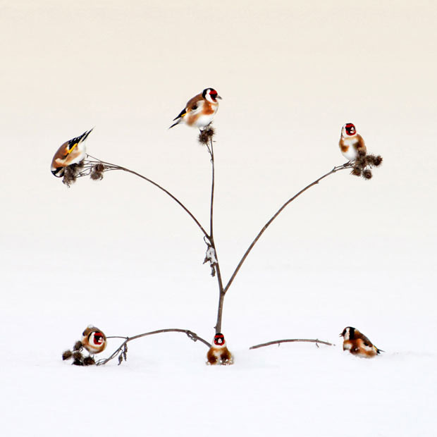 Ảnh động vật đẹp trong tuần ảnh 5 Six goldfinch compete for the seeds on five branches. One goldfinch missed out on a meal. The unlucky bird was sixth on the scene with only five perches available on a thistle bush. Photographer Peter Svoboda captured the scene in the Ukraine