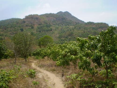 Vườn cây, vườn rừng của ông Sáu Tỉnh tại ấp Ba Xoài, xã An Cưh Biên