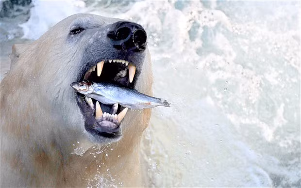 A polar bear catches a fish thrown by keepers at the zoo in Hanover, northern Germany