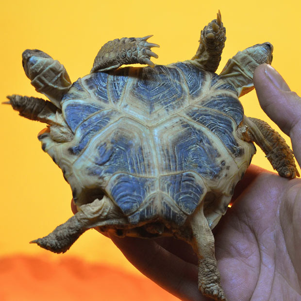 A five-year-old steppe turtle with two heads and six paws is held up for a photograph at the Science History Museum in Kiev. The Ukrainian born reptile with a heart-shaped shell, two hearts but only one intestine, is being displayed at an exhibition called Live Dragons. Organiser Dmitry Tkachev said that the two heads can’t see each other: “Each has its own character, so they often want to crawl in different directions.