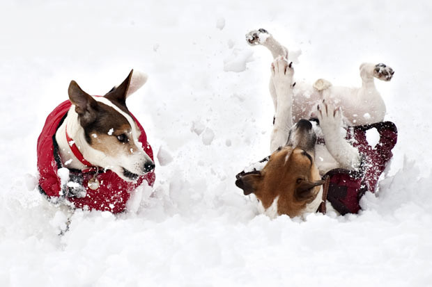 Ảnh động vật đẹp trong tuần ảnh 1 Dogs play in the snow on the Sandringham estate in Norfolk