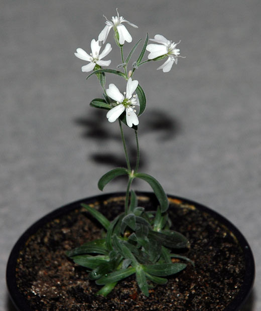 This photo provided by the Institute of Cell Biophysics of the Russian Academy of Sciences show a Sylene stenophylla plant regenerated from tissue of fossil fruit. The plant has been regenerated from tissues found in a squirrel burrow that had been stuck in Siberian permafrost for over 30,000 years. It is the oldest plant ever to be regenerated and it is fertile, producing white flowers and viable seeds.