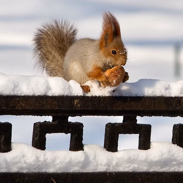 A red squirrel eats a biscuit after a snowfall in a park in Almaty, Kazakhstan