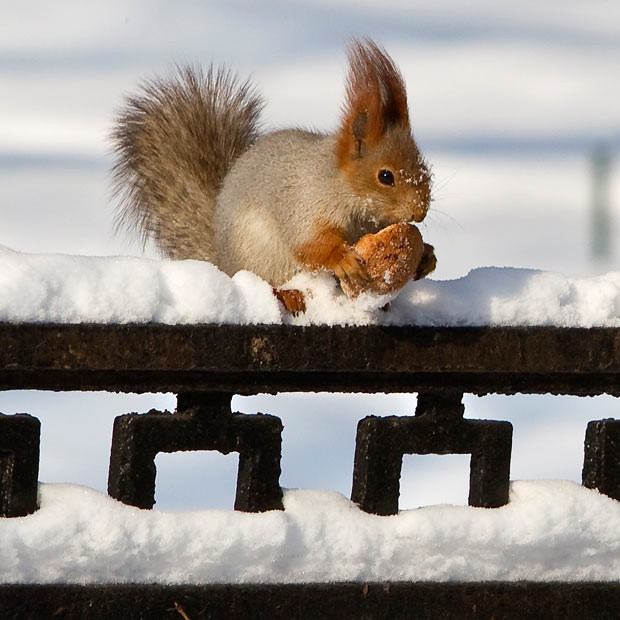 Ảnh động vật đẹp trong tuần ảnh 2 A red squirrel eats a biscuit after a snowfall in a park in Almaty, Kazakhstan
