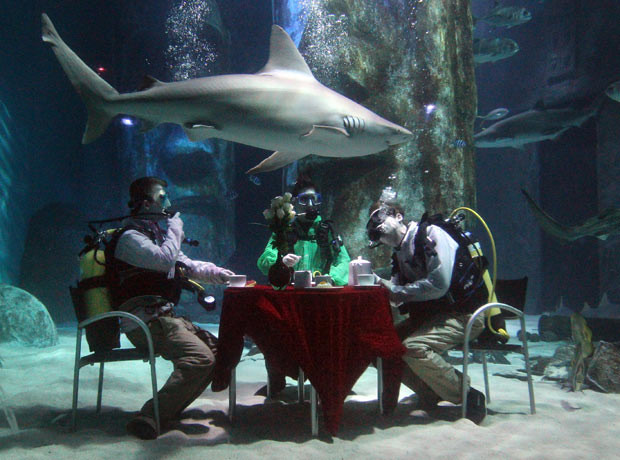 Những hình ảnh ấn tượng trong tuần ảnh 5 Aquarists at The Sea Life London Aquarium hold a tea party in the Pacific Reef Display shark tank to challenge the perception of them as monsters of the sea. The tank contains Black Tip Reef Sharks, Nurse Sharks, Brown Sharks, Sand Tiger Sharks, a Zebra Shark and a Bowmouth Guitar Shark.