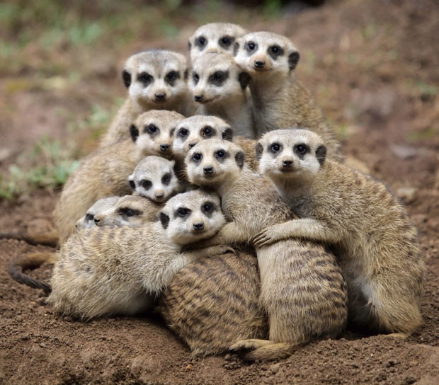 Ảnh động vật đẹp trong tuần ảnh 3 A dozen meerkats huddle together in an effort to stay warm. Photographer Fajar Andriyanto captured the scene at Taman Safari Zoo, in Indonesia.