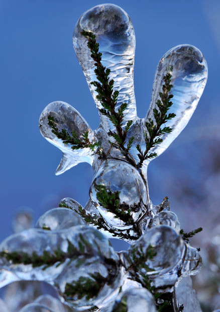 Professional photographer Laurie Campbell shot this image of ice accumulation on a sprig of heather growing close to a stream, Sutherland, Scotland