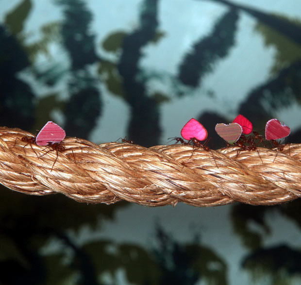 Ảnh động vật đẹp trong tuần ảnh 9 Leaf cutter ants at Bristol Zoo carry heart-shaped rose petals, as florists prepare for their busiest weekend of the year. Around nine million roses are given on Valentine