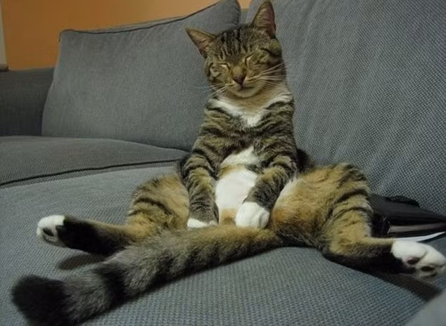 Ngủ gật trên Sofa