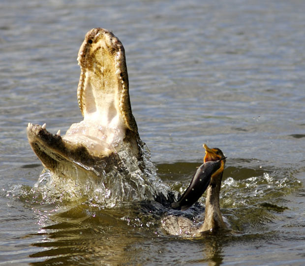 Ảnh động vật đẹp trong tuần ảnh 4 A cormorant with a large fish in its beak hurries away from the snapping jaws of a huge alligator in Homstead, Florida. The lucky bird flew away to a safer spot to enjoy its well earned meal, a rather less lucky catfish.