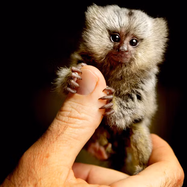 An abandoned baby monkey has turned adversity into education after becoming a cute and cuddly ambassador for wildlife. The six-week-old marmoset was abandoned when her mother could no longer produce enough milk and is now fed and cared for around the clock by a carer at Western Sydney