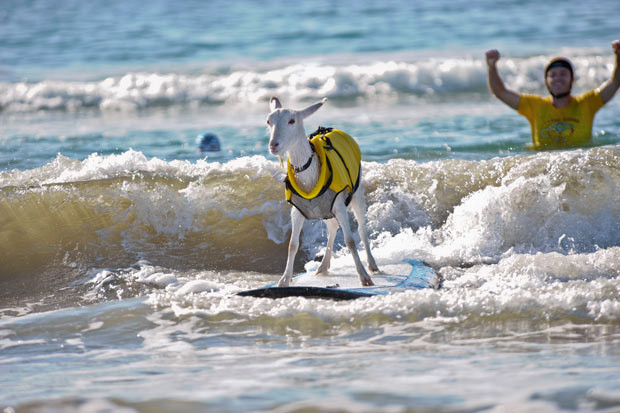 Ảnh động vật đẹp trong tuần ảnh 2 Meet the surfing goat that has become an internet hit since she began carving up the waves. Two-year-old Goatee can ride the waves with her fellow human surfers on Pismo Beach, California. Goatee