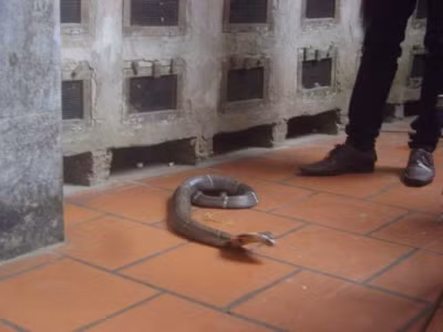 Rắn trở nên gần gũi với người dân nơi đây. (Ảnh: gdtd.vn) R