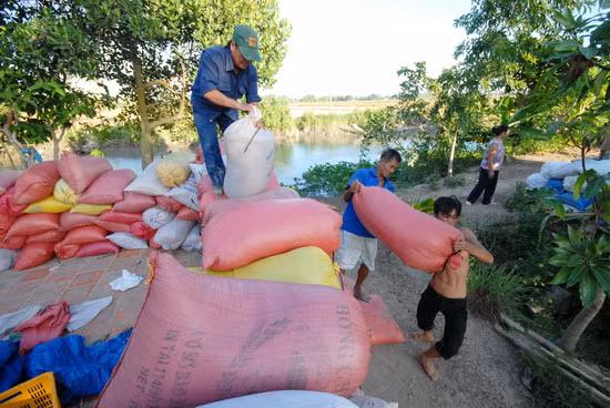 Lúa chất cao vung vút trước cửa nhà để chuẩn bị bán cho thương lái