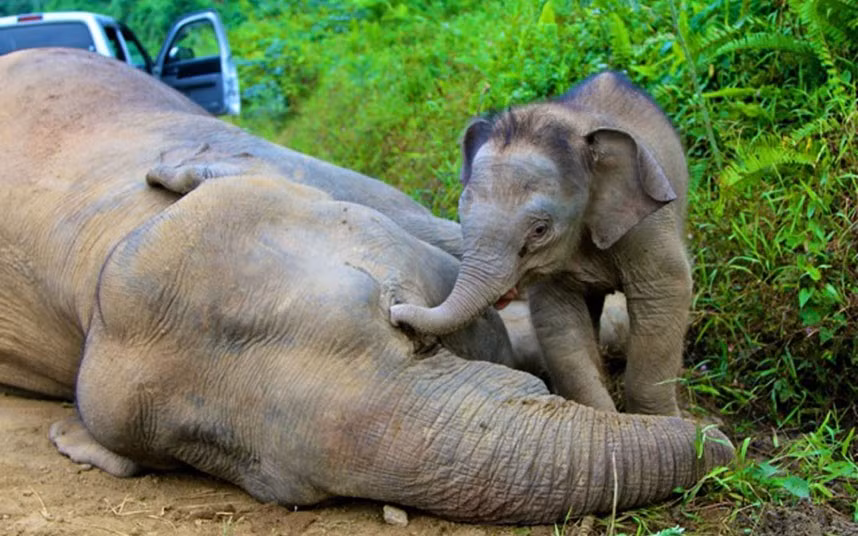 A pygmy elephant calf walks next to its dead mother in the Gunung Rara Forest Reserve in the Malaysian state of Sabah on the island of Borneo. Ten endangered Borneo pygmy elephants have now been found dead and are believed to have died of poisoning.