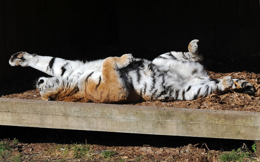 Anastasia the Amur tigress sunbathes on a beautiful springlike day at ZSL Whipsnade Zoo in Bedfordshire, England