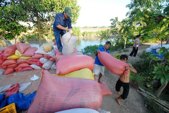 Lúa chất cao vung vút trước cửa nhà để chuẩn bị bán cho thương lái