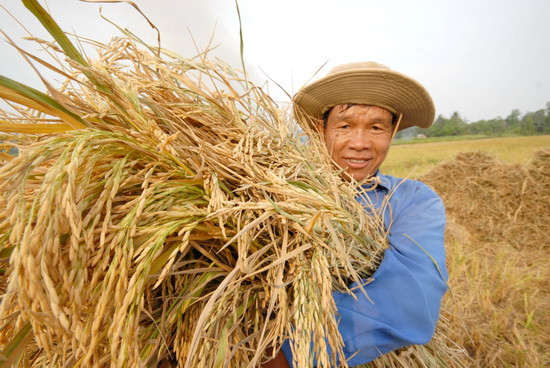 Niềm vui của nông dân trúng mùa trúng giá ở vụ lúa Đông Xuân