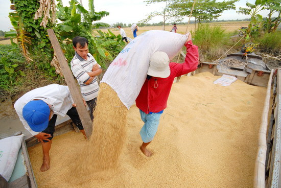 Đưa lúa xuống ghe để chuyển đến nhà máy xay xát