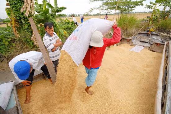 Đưa lúa xuống ghe để chuyển đến nhà máy xay xát