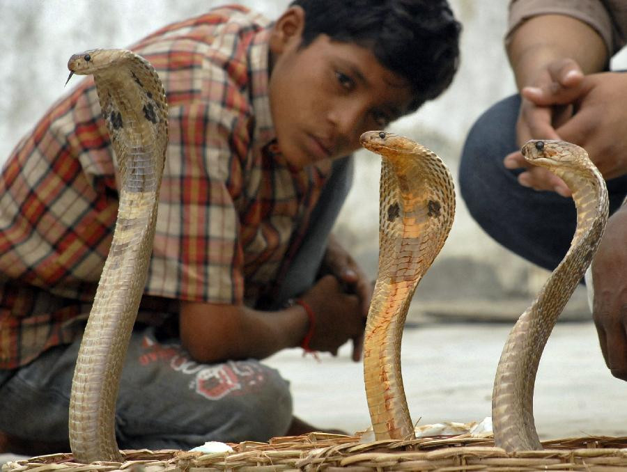 A youth watches cobras during the Hindu festival of ’’Naag Panchami’’ in the southern Indian city of Hyderabad, August 6, 2008. 